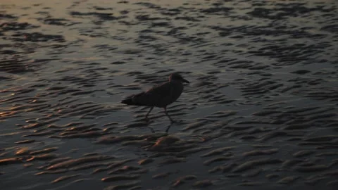 Bird at the beach Stockbeeldmateriaal 237758259