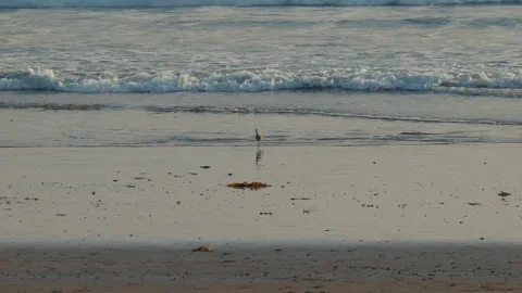 Bird on the beach Stock Footage 262370699