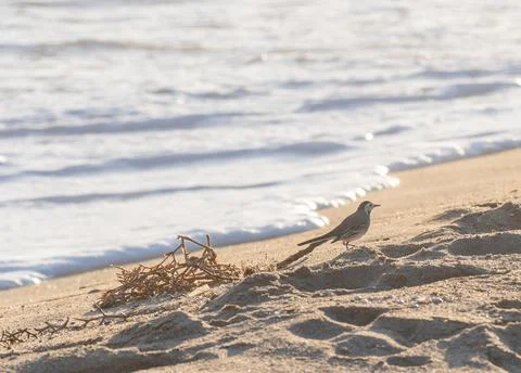 Bird on the beach next to branches Stock Photos
