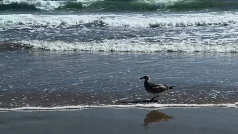 Bird on the beach with ocean waves Stock-Footage 200020492