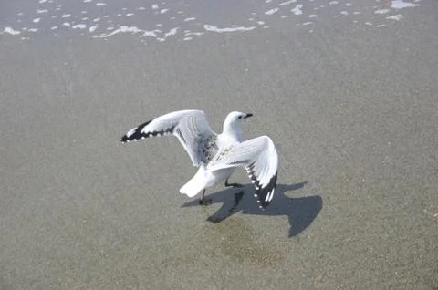 Bird On Beach Stock Photos