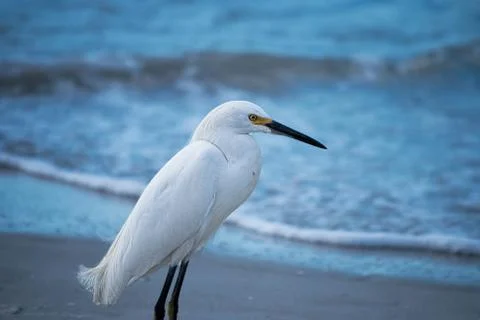 Bird on Beach Stock Photos