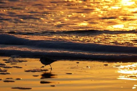 Bird on the beach Stock Photos