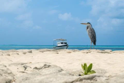 Bird on the Beach Stock Photos