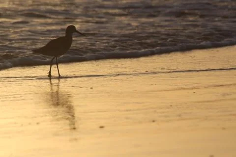 Bird beach Stock Photos