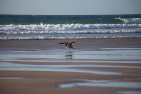 Bird at the beach. Stock-Fotos