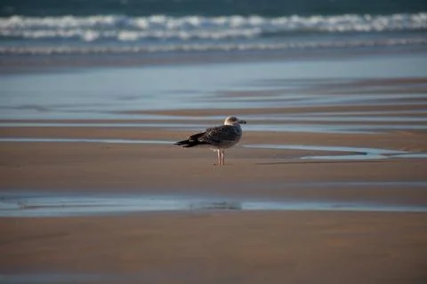 Bird at the beach. Stock Photos
