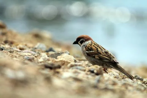Bird on the beach Stock Photos