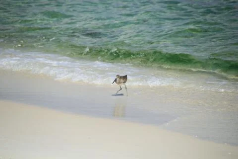 Bird on Beach Stock Photos