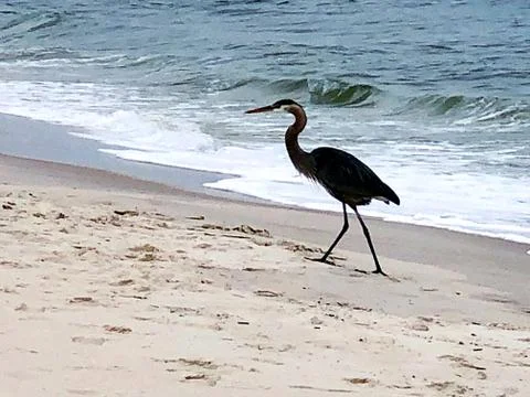 Bird on the beach Stock Photos