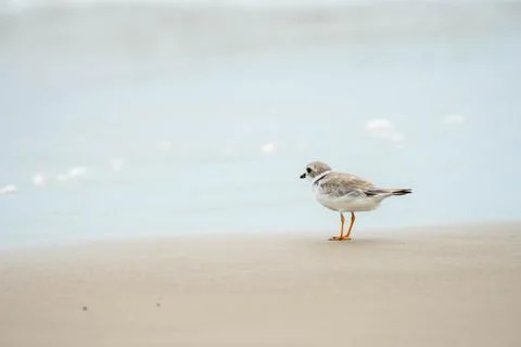 A bird at the beach Stock Photos
