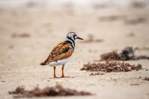 A bird at the beach Stock Photos