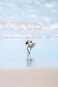 A bird at the beach Stock Photos