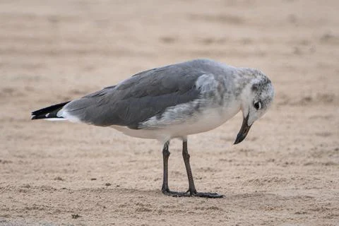 A bird at the beach Stock Photos