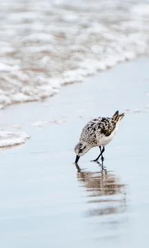 A bird at the beach Stock Photos