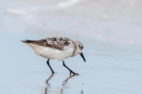 A bird at the beach Stock Photos