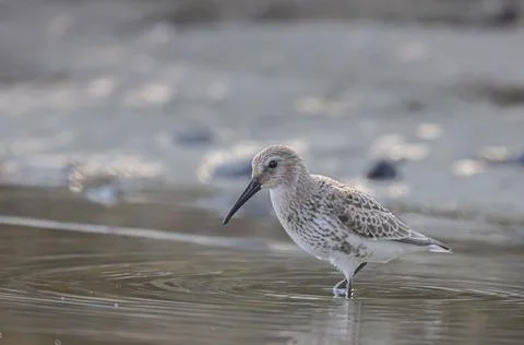 Bird on beach Stock Photos