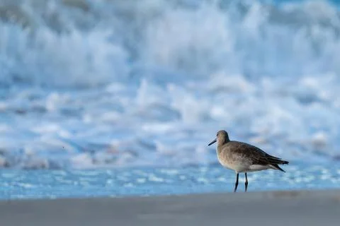 Bird on the Beach Stock Photos