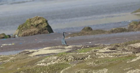 Bird on a Beach Stone Stock Footage 320336540