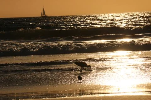Bird on a beach sunset Stock Photos