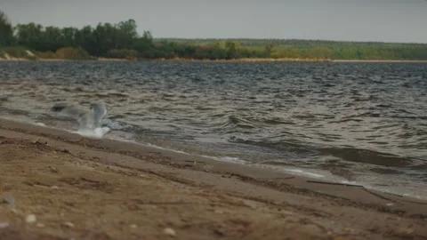 Bird on Beach takes flight (slowed down) Stock Footage 260833809