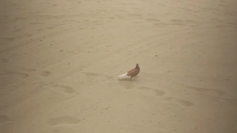 Bird Beach - Venice Beach 스톡 동영상 96417910