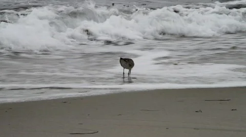 Bird on beach walking in surf Stock-Footage 791602