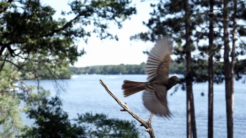 Bird with a beak full of bugs flies off of perch. Video stock 123445948