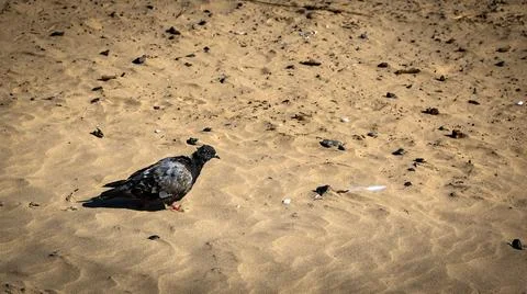 A bird with a beak walking on sandy surface among grass and plants Stock Photos