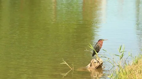 Bird in beautiful lake Stock Footage 8751248