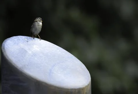A Bird. A beautiful one :)  of Light Фото