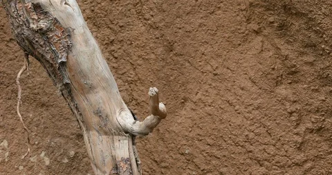 Bird Bee Eater on branch fly in to view 4K Stock Footage 99121577