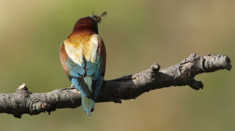 Bird Bee eater eating beetle insect sitting on a branch in front of the nest. Video stock 51720044