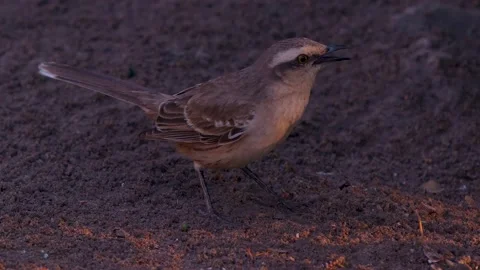 Bird Bee Eater Eating Beetle Insect. 库存影片 146535989