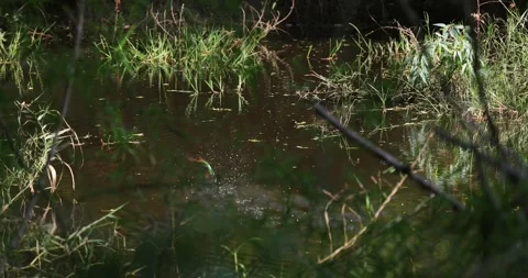 Bird bee-eater hunting in tranquil pond with lush green foliage and Stock Footage 303816186