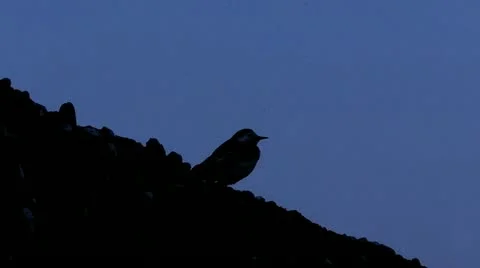 A bird is beeping on a wall 動画素材 11299977