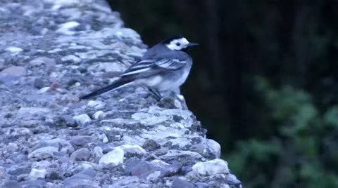 A bird is beeping on a wall Stock Footage 11300332