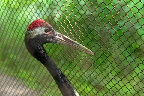 The bird behind bars Stock Photos