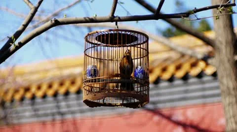 Bird Beijing Video stock 11135070