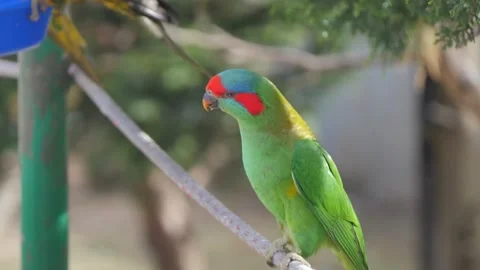 Bird being fed by a person Stock Footage 340056987