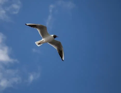 Bird from below Stock Photos