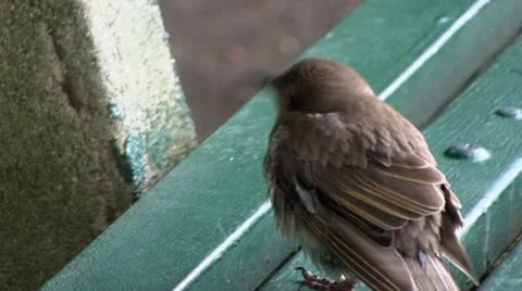 Bird on bench in Boston Stock Footage 12350487