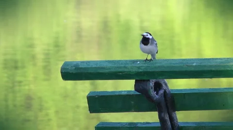 Bird on the bench Video stock 5503074