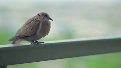 Bird on the Bench Video stock 158247261