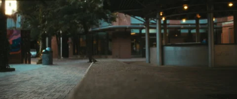 Bird on a  bench Stock Footage 277017754