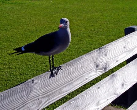 Bird on a bench 写真素材