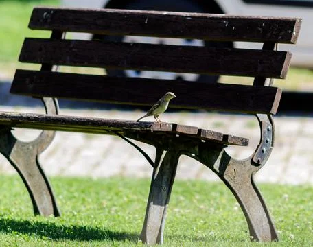 A bird on a bench Photos