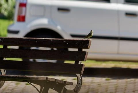 A bird on a bench Stock Photos