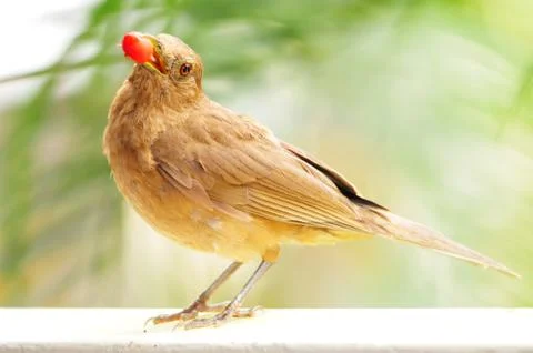 Bird with berry Stock Photos
