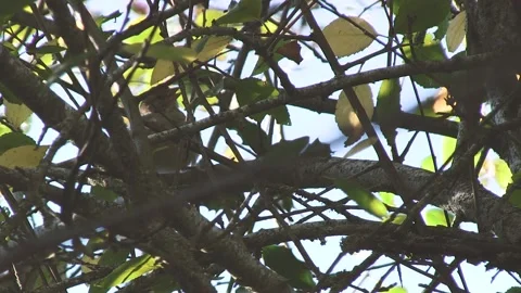 A BIRD BETWEEN THE BRANCHES Stock Footage 96383954